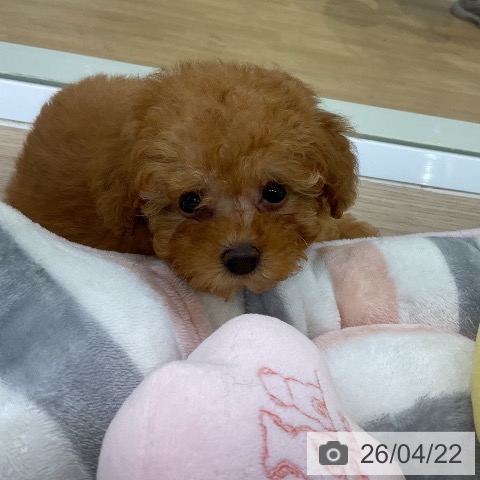 トイ・プードルの写真