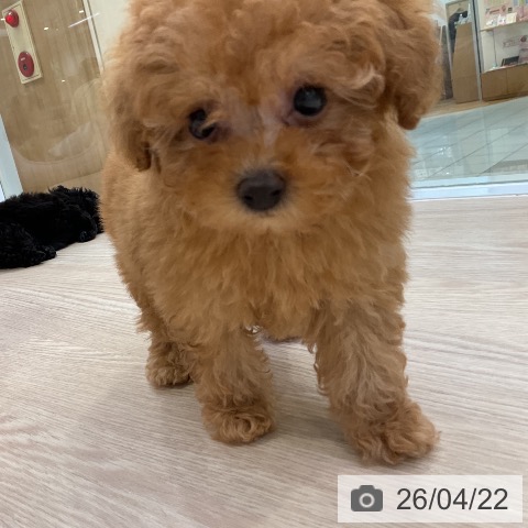 トイ・プードルの写真