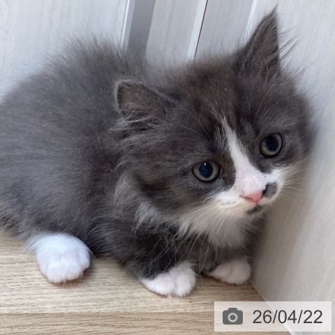 マンチカンの写真