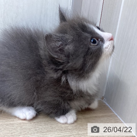 マンチカンの写真