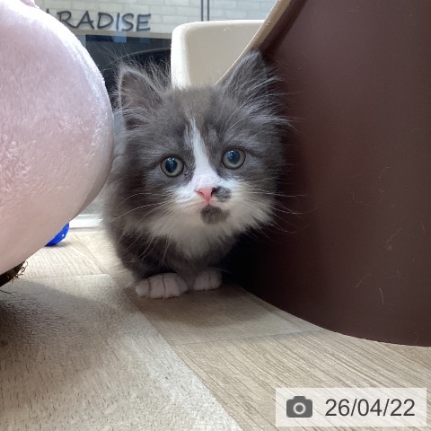 マンチカンの写真