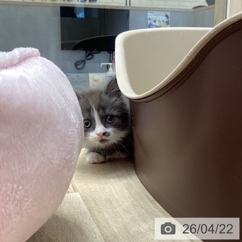 マンチカンの写真