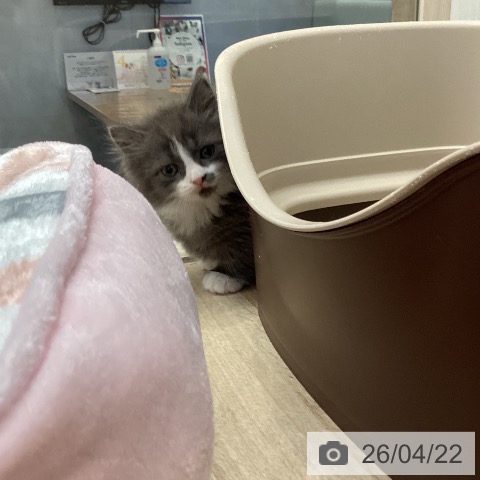 マンチカンの写真