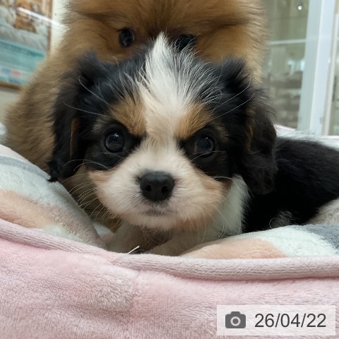 キャバリア・キングチャールズ・スパニエルの写真