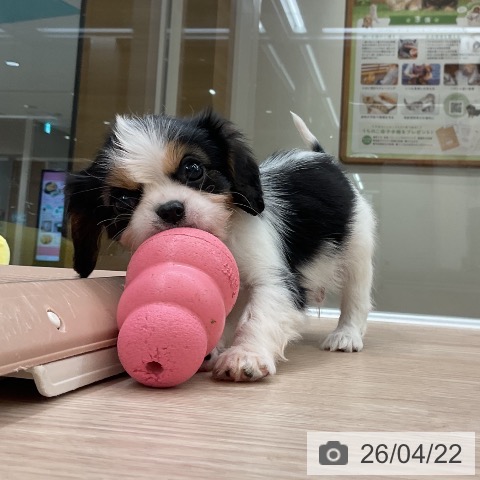 キャバリア・キングチャールズ・スパニエルの写真