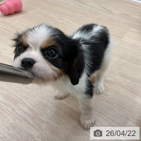 キャバリア・キングチャールズ・スパニエルの写真