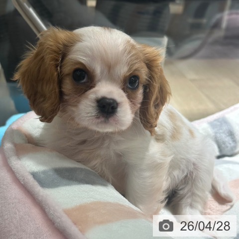 兵庫県のキャバリアキングチャールズスパニエル (ペットプラス 神戸三宮店/2026年2月20日生まれ/男の子/ブレンハイム)の子犬の4枚目の画像