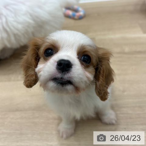 大阪府のキャバリアキングチャールズスパニエル (ペットプラス 鶴見店/2026年2月20日生まれ/男の子/ブレンハイム)の子犬の4枚目の画像