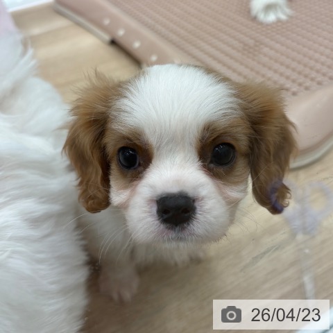 大阪府のキャバリアキングチャールズスパニエル (ペットプラス 鶴見店/2026年2月20日生まれ/男の子/ブレンハイム)の子犬の3枚目の画像