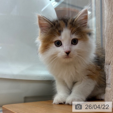 ノルウェージャンフォレストキャットの写真