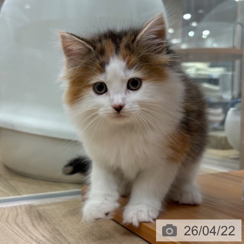 ノルウェージャンフォレストキャットの写真