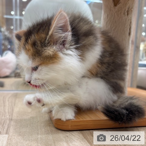 ノルウェージャンフォレストキャットの写真