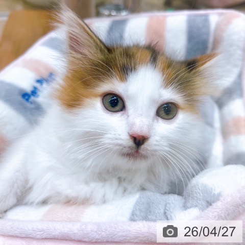 大阪府のノルウェージャンフォレストキャット (ペットプラス イオン大日店/2026年2月18日生まれ/女の子/ブラウンパッチドタビーホワイト)の子猫の4枚目の画像