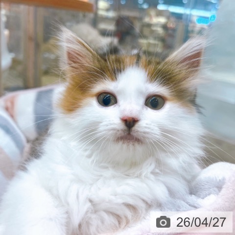 大阪府のノルウェージャンフォレストキャット (ペットプラス イオン大日店/2026年2月18日生まれ/女の子/ブラウンパッチドタビーホワイト)の子猫の3枚目の画像