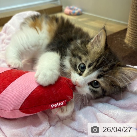 京都府のノルウェージャンフォレストキャット (ペットプラス イオンモールKYOTO店/2026年2月18日生まれ/女の子/ブラウンパッチドタビーホワイト)の子猫の4枚目の画像