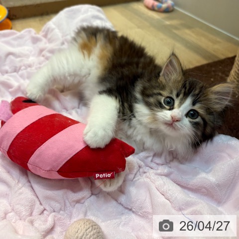 京都府のノルウェージャンフォレストキャット (ペットプラス イオンモールKYOTO店/2026年2月18日生まれ/女の子/ブラウンパッチドタビーホワイト)の子猫の3枚目の画像