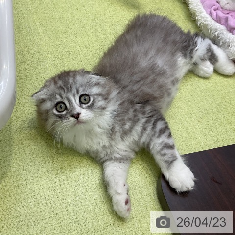 大阪府のスコティッシュフォールド (ペットプラス ららぽーと和泉店/2026年2月18日生まれ/男の子/シルバータビーホワイト)の子猫の4枚目の画像