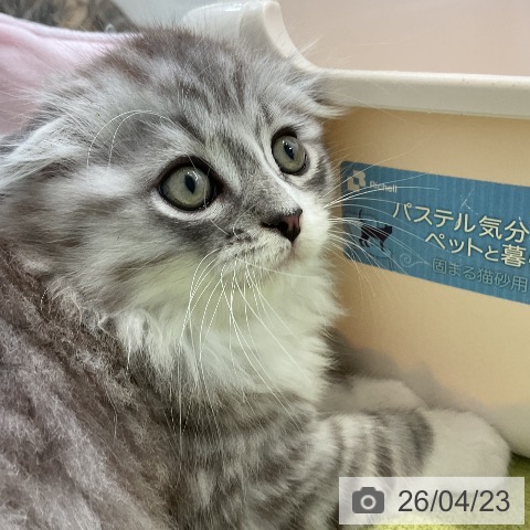 大阪府のスコティッシュフォールド (ペットプラス ららぽーと和泉店/2026年2月18日生まれ/男の子/シルバータビーホワイト)の子猫の3枚目の画像