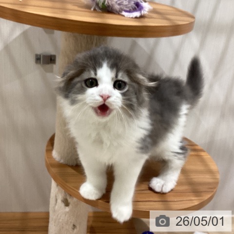 スコティッシュフォールドの写真