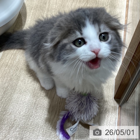 スコティッシュフォールドの写真