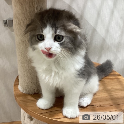 スコティッシュフォールドの写真
