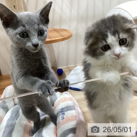 スコティッシュフォールドの写真