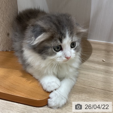 福岡県のスコティッシュフォールド (ペットプラス 八幡東店/2026年2月18日生まれ/女の子/ブルータビーホワイト)の子猫の4枚目の画像