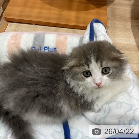 福岡県のスコティッシュフォールド (ペットプラス 八幡東店/2026年2月18日生まれ/女の子/ブルータビーホワイト)の子猫の3枚目の画像