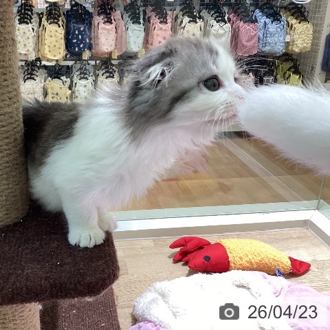 宮崎県のスコティッシュフォールド (ペットプラス 宮崎店/2026年2月18日生まれ/女の子/ブルータビーホワイト)の子猫の4枚目の画像