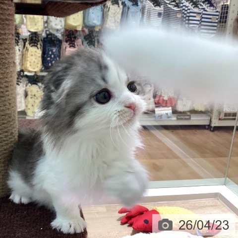 宮崎県のスコティッシュフォールド (ペットプラス 宮崎店/2026年2月18日生まれ/女の子/ブルータビーホワイト)の子猫の3枚目の画像