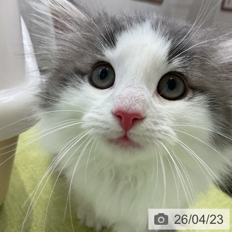 大阪府のノルウェージャンフォレストキャット (ペットプラス ららぽーと和泉店/2026年2月5日生まれ/男の子/ブルーホワイト)の子猫の4枚目の画像