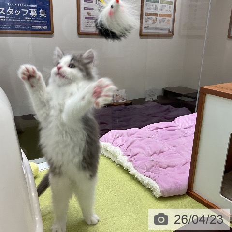 大阪府のノルウェージャンフォレストキャット (ペットプラス ららぽーと和泉店/2026年2月5日生まれ/男の子/ブルーホワイト)の子猫の3枚目の画像
