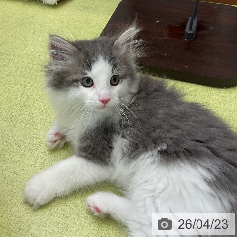 大阪府のノルウェージャンフォレストキャット (ペットプラス 大阪ドームシティ店/2026年2月5日生まれ/男の子/ブルーホワイト)の子猫の4枚目の画像