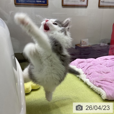 大阪府のノルウェージャンフォレストキャット (ペットプラス 大阪ドームシティ店/2026年2月5日生まれ/男の子/ブルーホワイト)の子猫の3枚目の画像