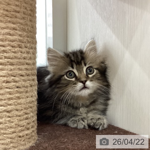 ラガマフィンの写真