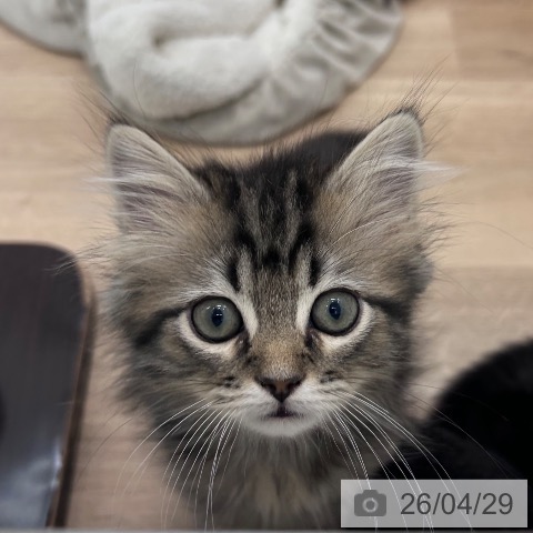 大阪府のラガマフィン (ペットプラス 松原店/2026年2月12日生まれ/男の子/ブラウンタビー)の子猫の3枚目の画像