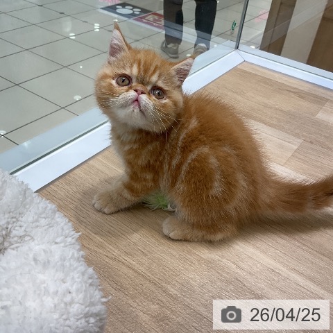 エキゾチックの写真