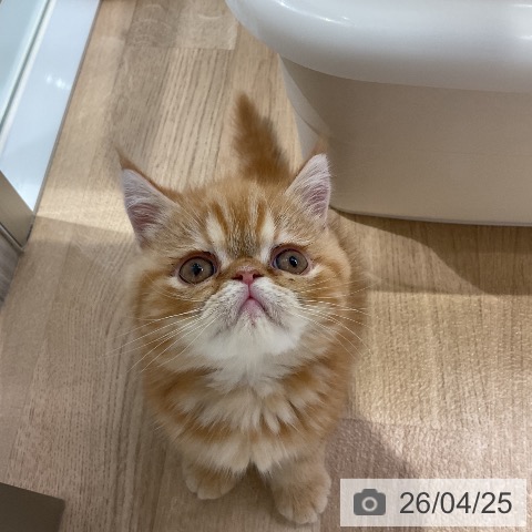 エキゾチックの写真