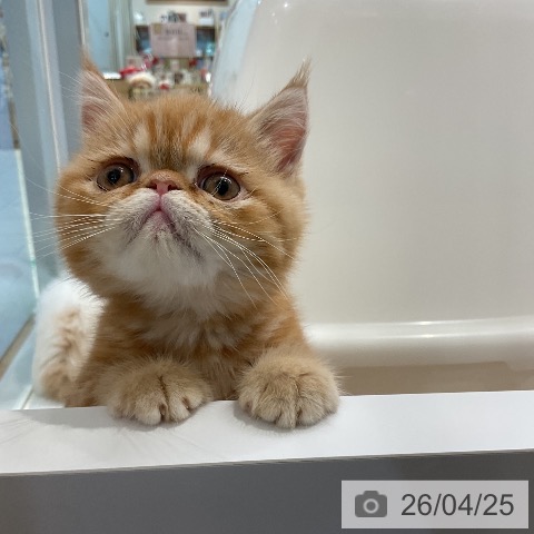 エキゾチックの写真