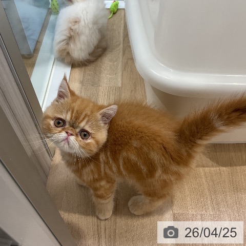 エキゾチックの写真