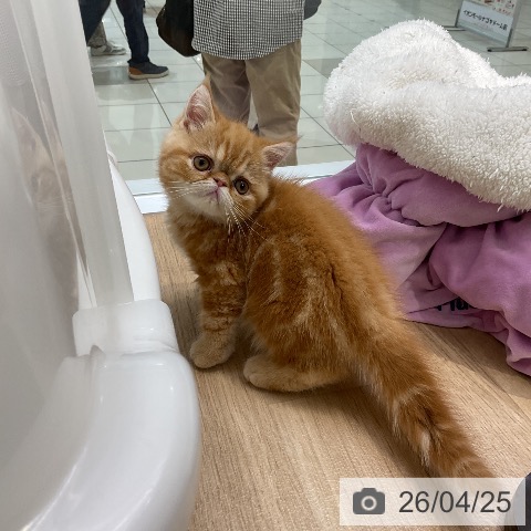 エキゾチックの写真