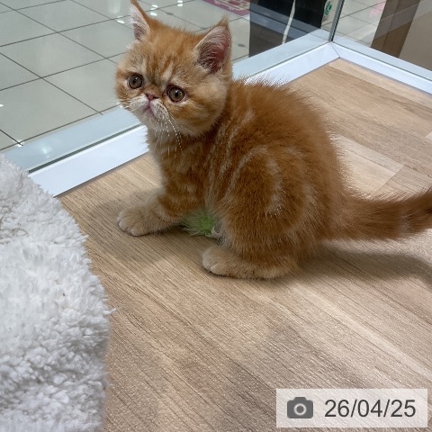 エキゾチックの写真