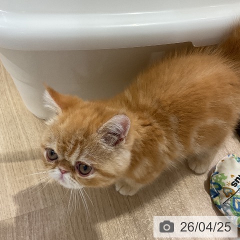 エキゾチックの写真