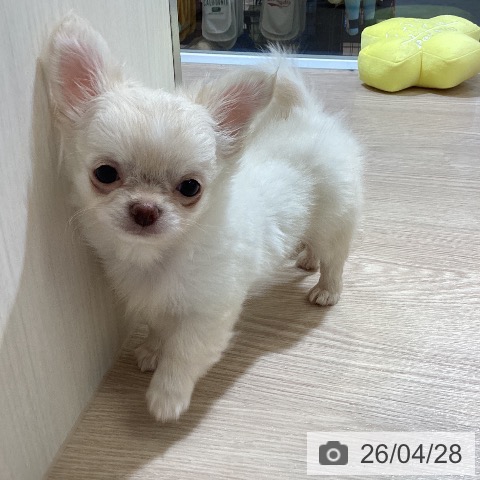 富山県のチワワ(ロング) (ペットプラス 高岡店/2026年2月21日生まれ/男の子/クリームホワイト)の子犬の3枚目の画像