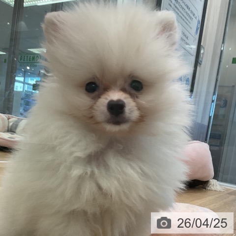 ポメラニアンの写真