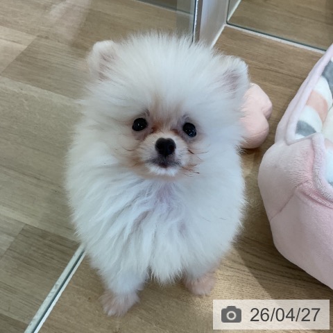 ポメラニアンの写真