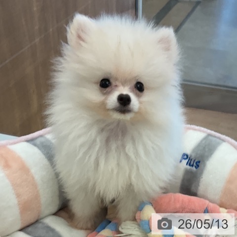 愛知県のポメラニアン (ペットプラス 熱田店/2026年2月18日生まれ/男の子/クリーム)の子犬の3枚目の画像
