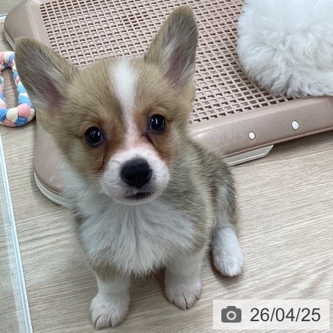 石川県のウェルシュコーギーペンブローク (ペットプラス 白山店/2026年2月21日生まれ/男の子/セーブルホワイト)の子犬の3枚目の画像