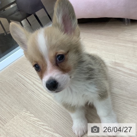 ウェルシュ・コーギー・ペンブロークの写真