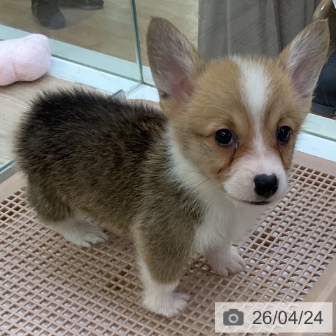 ウェルシュ・コーギー・ペンブロークの写真